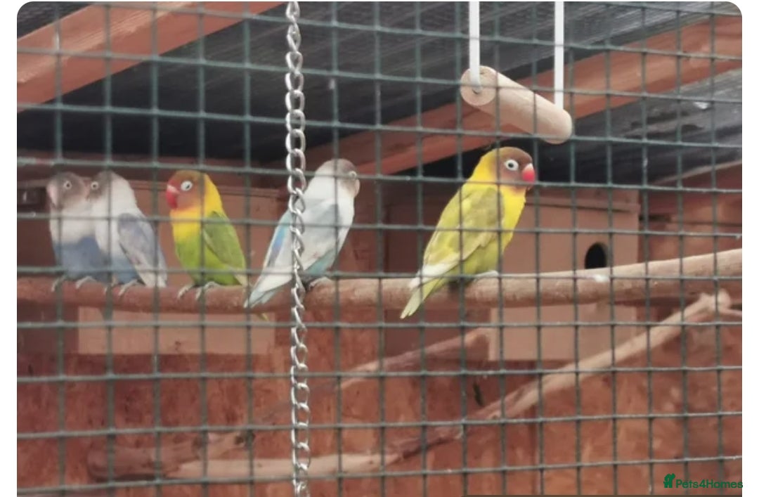 Lovebirds birds for sale: Lovebirds - Advert 1