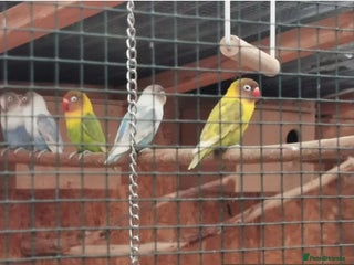 Lovebirds birds Lovebirds - Advert 13