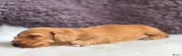 Miniature Dachshund dogs for sale: ⚜️longhaired miniature cream dachshunds⚜️ - Advert 6