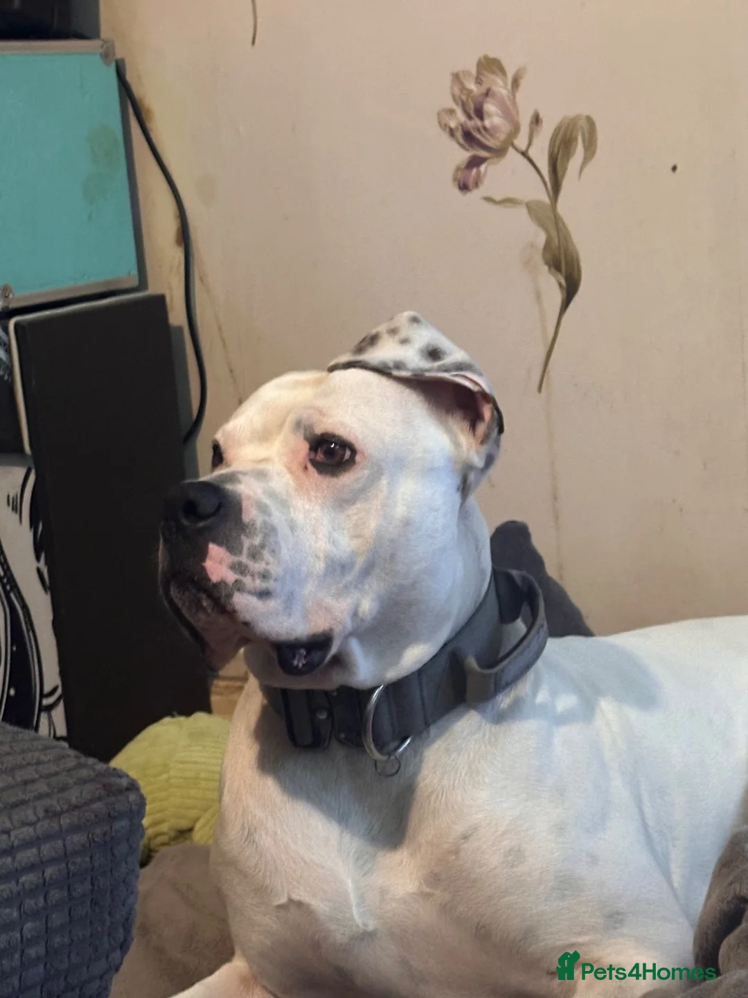 American Bulldog dogs for sale: good home needed in Loughborough - Advert 5