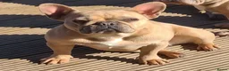 French Bulldog dogs for sale: 2x Male French Bulldogs For Sale - Advert 5