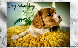 Cavalier King Charles Spaniel dogs for sale: Lovingly raised Blenheim Cavaliers  - Image 7