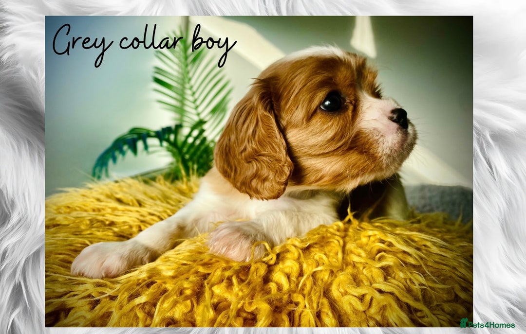 Cavalier King Charles Spaniel dogs for sale: Lovingly raised Blenheim Cavaliers  - Image 7