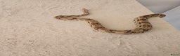 Boa Snake reptiles for sale: 2022 Male Paraglow Boa – 100% het Anery - Advert 3