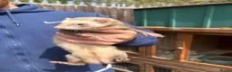 Ferret rodents for sale: Ferret kits for sale  - Advert 6