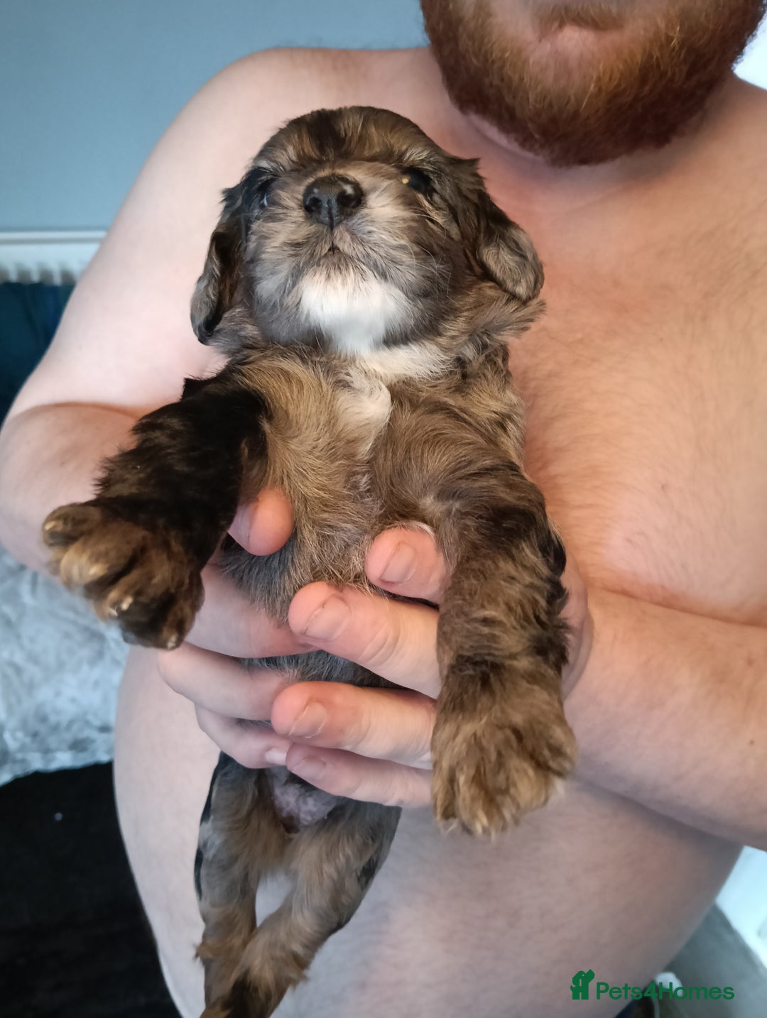 Mixed Breed dogs for sale: 6 Beautiful mixed breed puppies  - Image 2