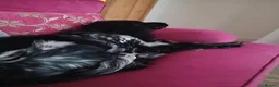 Cocker Spaniel dogs for sale: Baylee - Advert 5