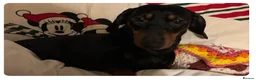 Dachshund dogs for sale: Dachshund - Advert 1