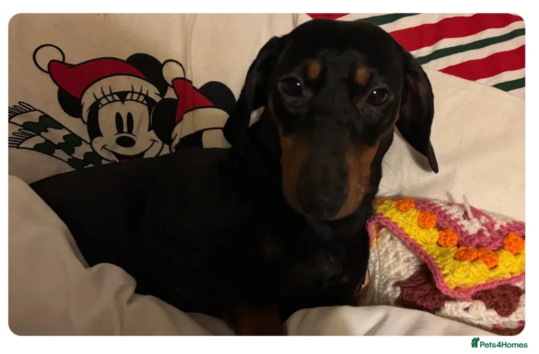Dachshund dogs for sale: Dachshund - Advert 1