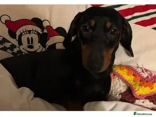 Dachshund dogs Dachshund - Advert 6