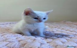 Ragdoll cats for sale: Beautiful White Kitten  - Image 2