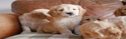 Mini Goldendoodle dogs for sale: Stunning F1 Health Tested Miniature Goldendoodles - Advert 17