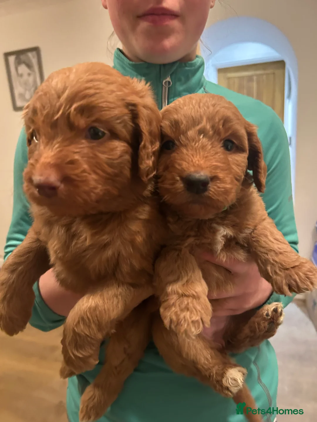 Mixed Breed dogs for sale: Red doodles - Advert 14