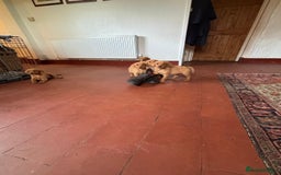 Labrador Retriever dogs for sale: KC FOX RED LABRADORS  - Image 11