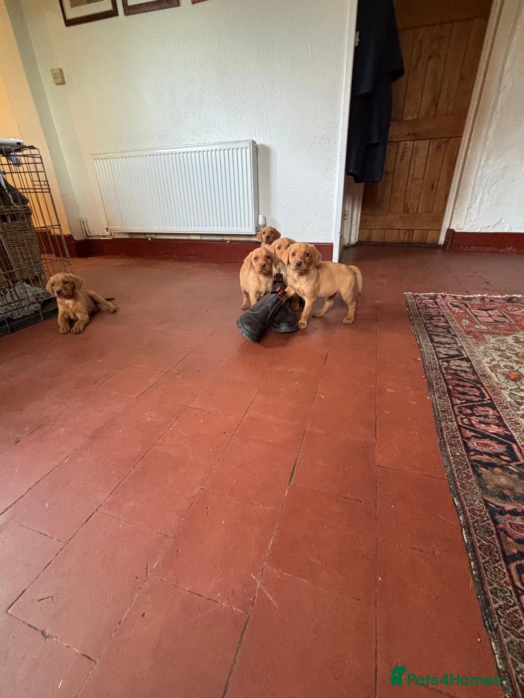Labrador Retriever dogs for sale: KC FOX RED LABRADORS  - Image 11