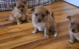 Pomeranian dogs for sale: Pomeranian Puppies - Image 12