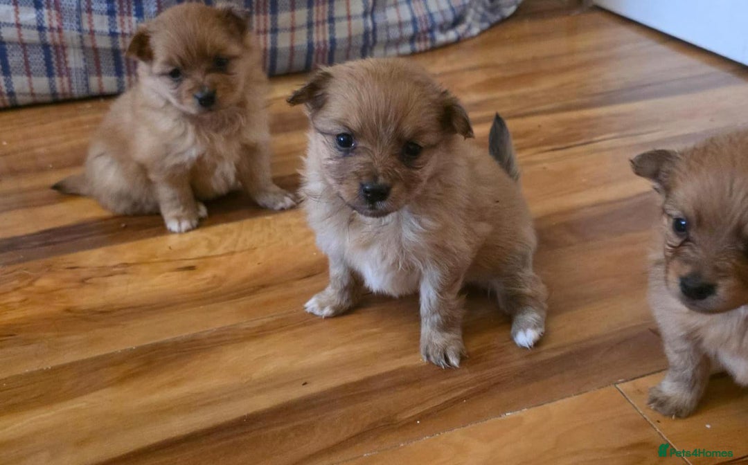 Pomeranian dogs for sale: Pomeranian Puppies - Image 12