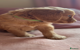 Cockapoo dogs for sale: Rare F1 apricot/ red fox DNA PRCD-PRA clear - Image 22