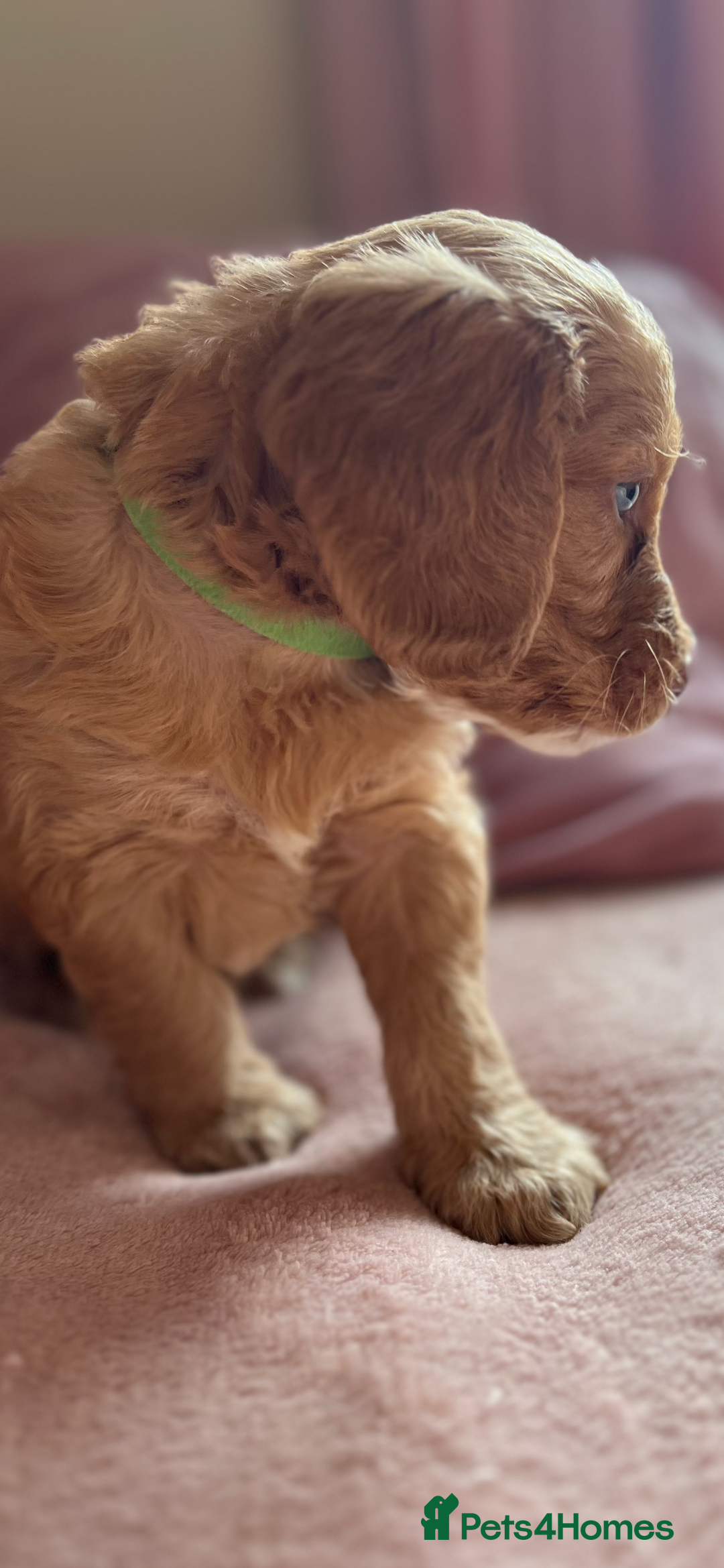Cockapoo dogs for sale: Rare F1 apricot/ red fox DNA PRCD-PRA clear - Image 22