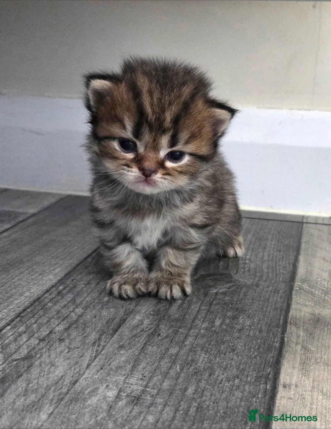 Scottish Fold cats for sale: Scottish Fold/Straight Kittens For Sale  - Image 7