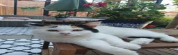 Mixed Breed cats for sale: Female kitten seeking new home  - Advert 8