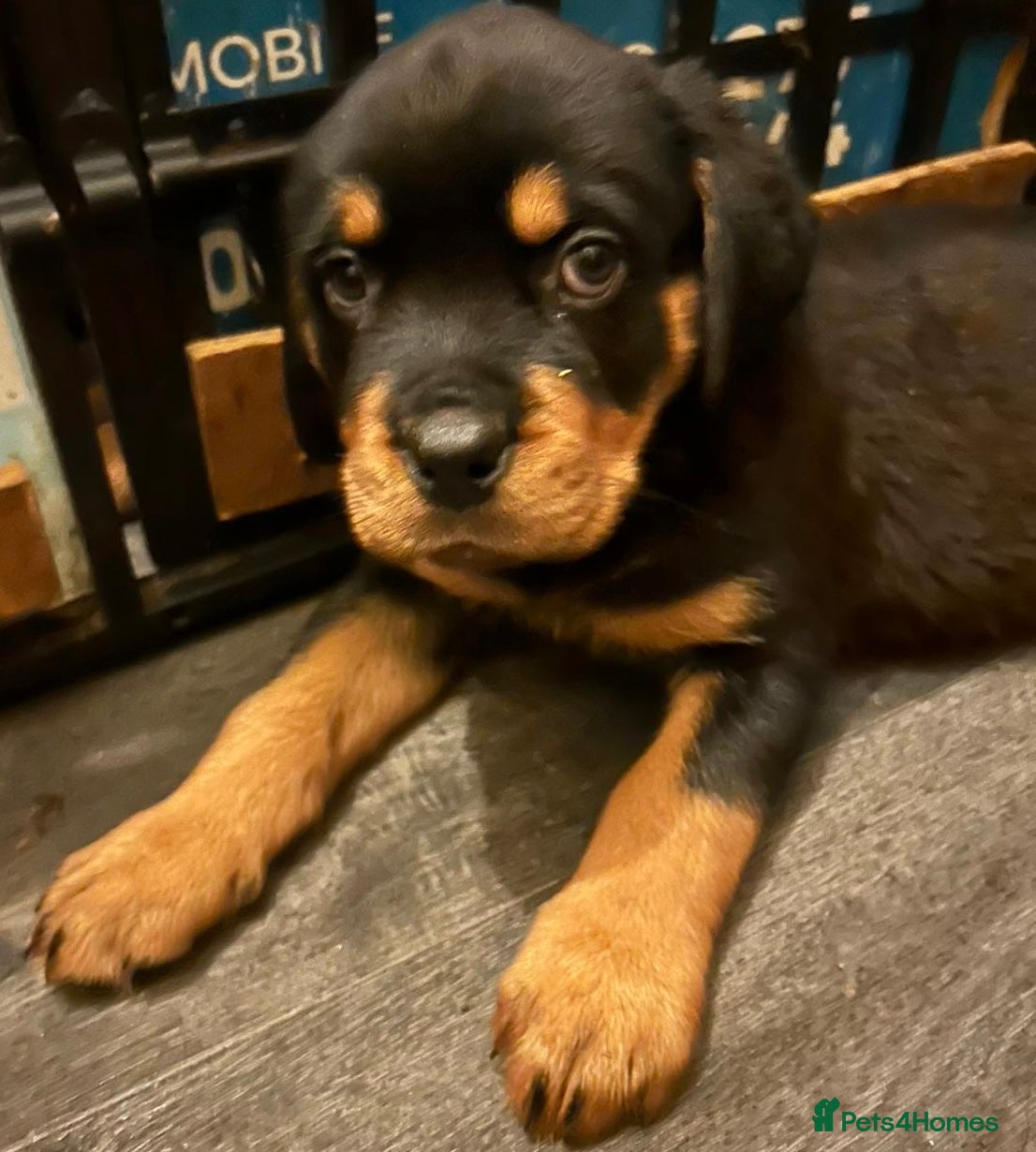 Rottweiler dogs 3 BOYS LEFT KC Rottweiler puppy’s for sale  - Advert 17