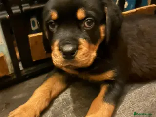 Rottweiler dogs 3 BOYS LEFT KC Rottweiler puppy’s for sale - Advert 17