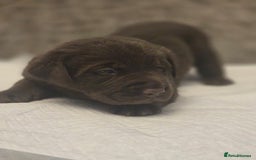 Labrador Retriever dogs for sale: Gorgeous Labrador Puppies – Ready December! - Image 8