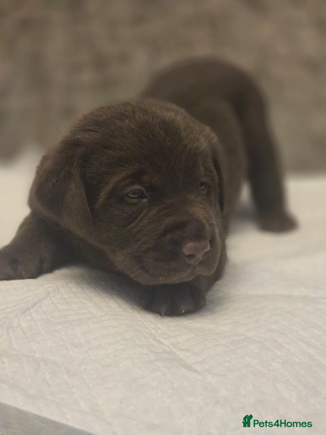 Labrador Retriever dogs for sale: Gorgeous Labrador Puppies – Ready December! - Image 8