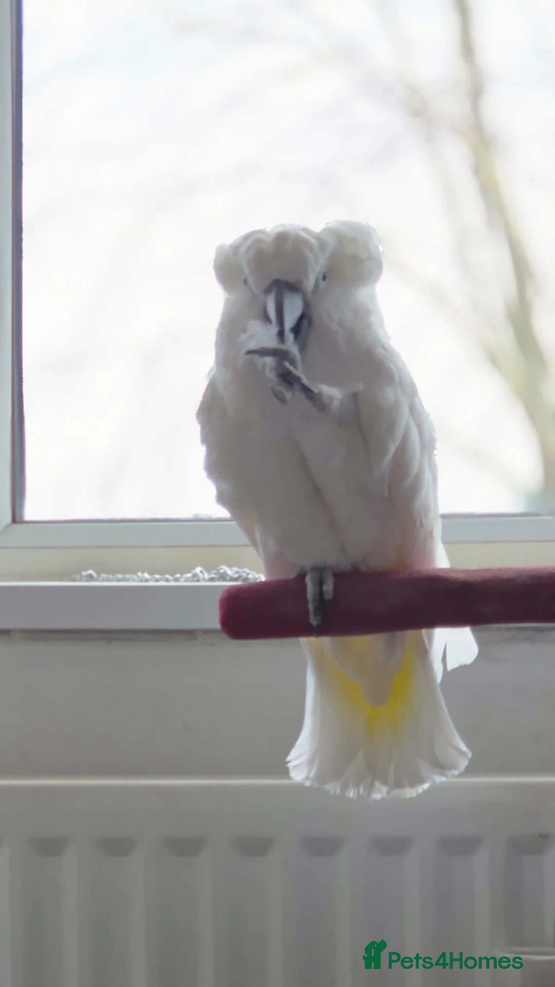 Cockatoo birds for sale: Male Umbrella Cockatoo - 6 years old in South Shields - Advert 2