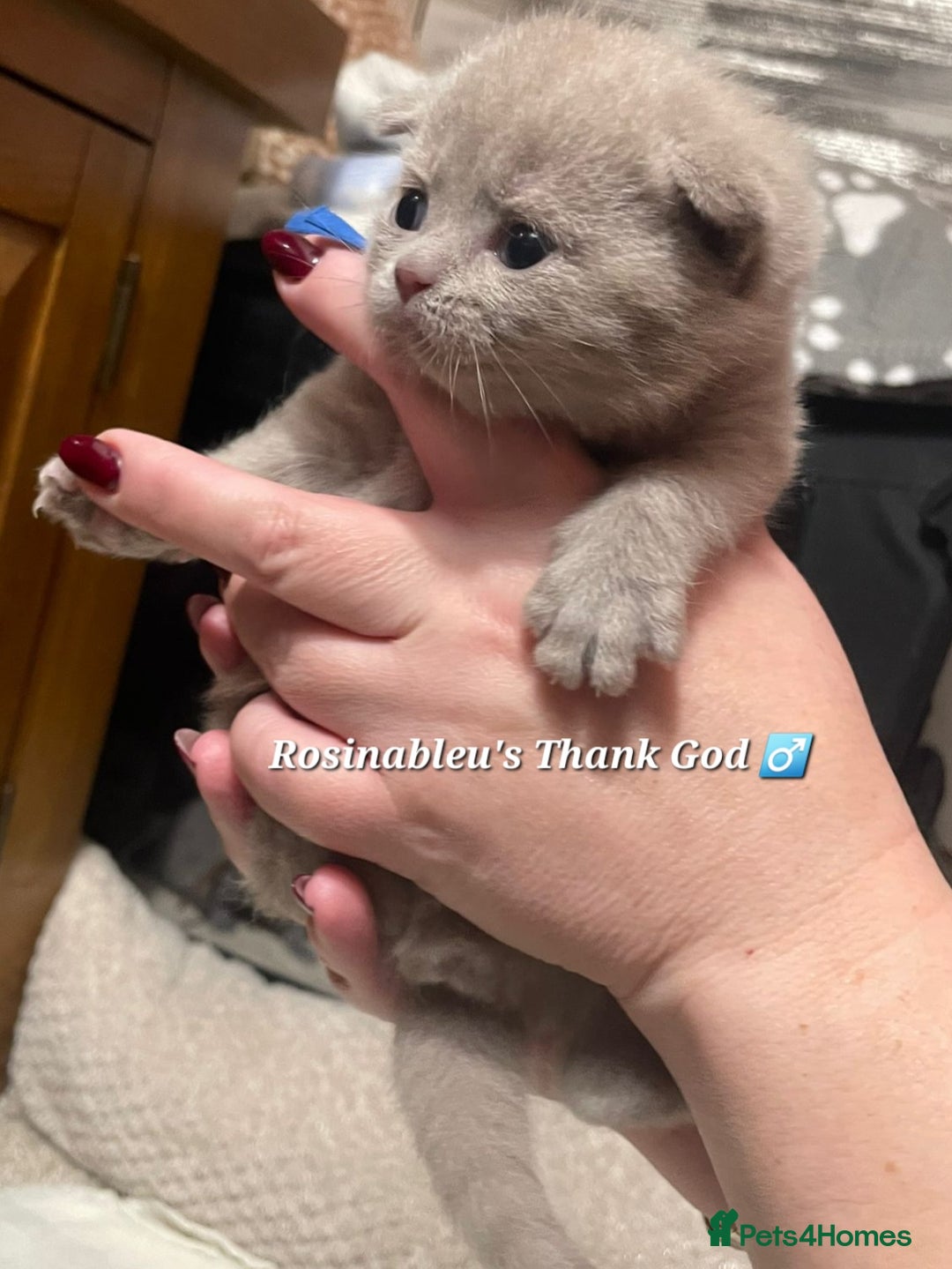 British Shorthair cats for sale:  Gccf British shorthair kittens champion lines 🏆 - Advert 14