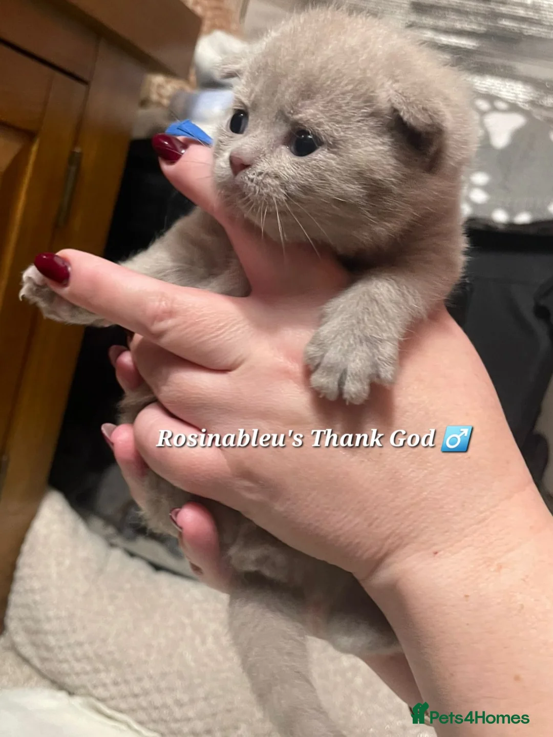 British Shorthair cats for sale:  Gccf British shorthair kittens champion lines 🏆 - Advert 19