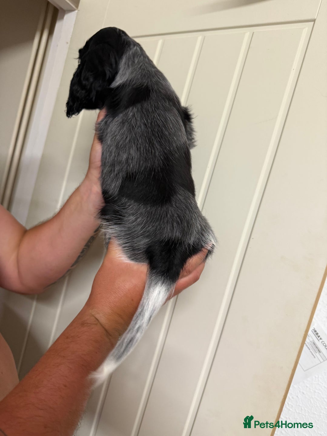 Cocker Spaniel dogs for sale: Show type Cocker Spaniels, ready to leave - Image 11
