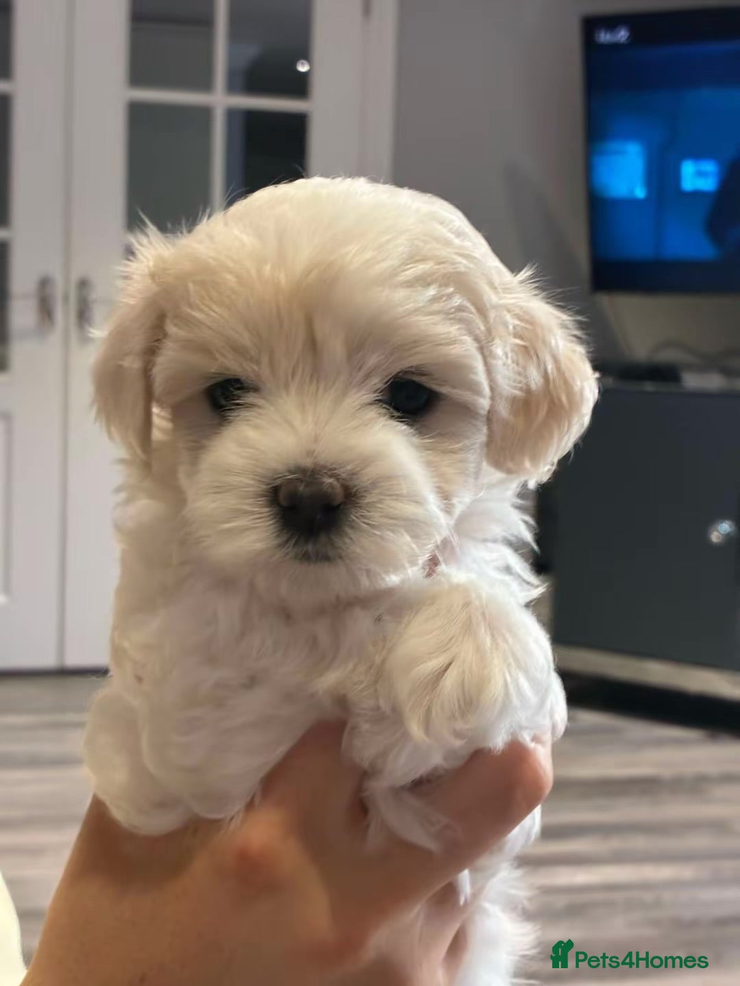Maltipoo dogs 2 Left Exceptional Micro Asian Maltipoo’s, girls  - Advert 8