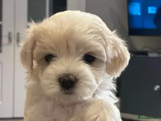 Maltipoo dogs 2 Left Exceptional Micro Asian Maltipoo’s, girls - Advert 8