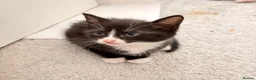 Domestic Shorthair cats for sale: 4 kittens for sale!  in Spalding - Advert 4