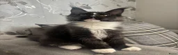 Maine Coon cats for sale: AMAZING TICA REGISTERED HEALTH TESTED KITTENS  - Advert 5