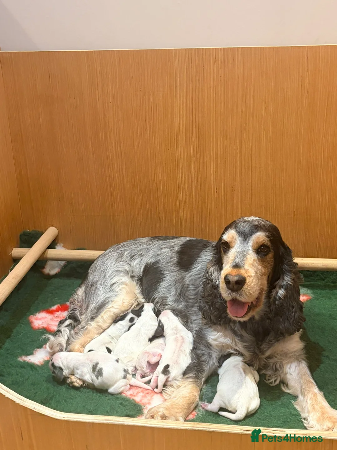 Cocker Spaniel dogs for sale: Beautiful KC Registered Show Cocker Puppies in Otley - Advert 7