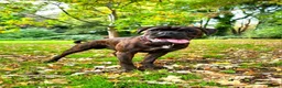 Boxer dogs for stud:  PROVEN KC Registered  Boxer Stud - Advert 4