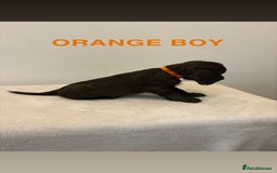 Cocker Spaniel dogs for sale: Gorgeous Full Cocker Spaniel Pups  - Image 14