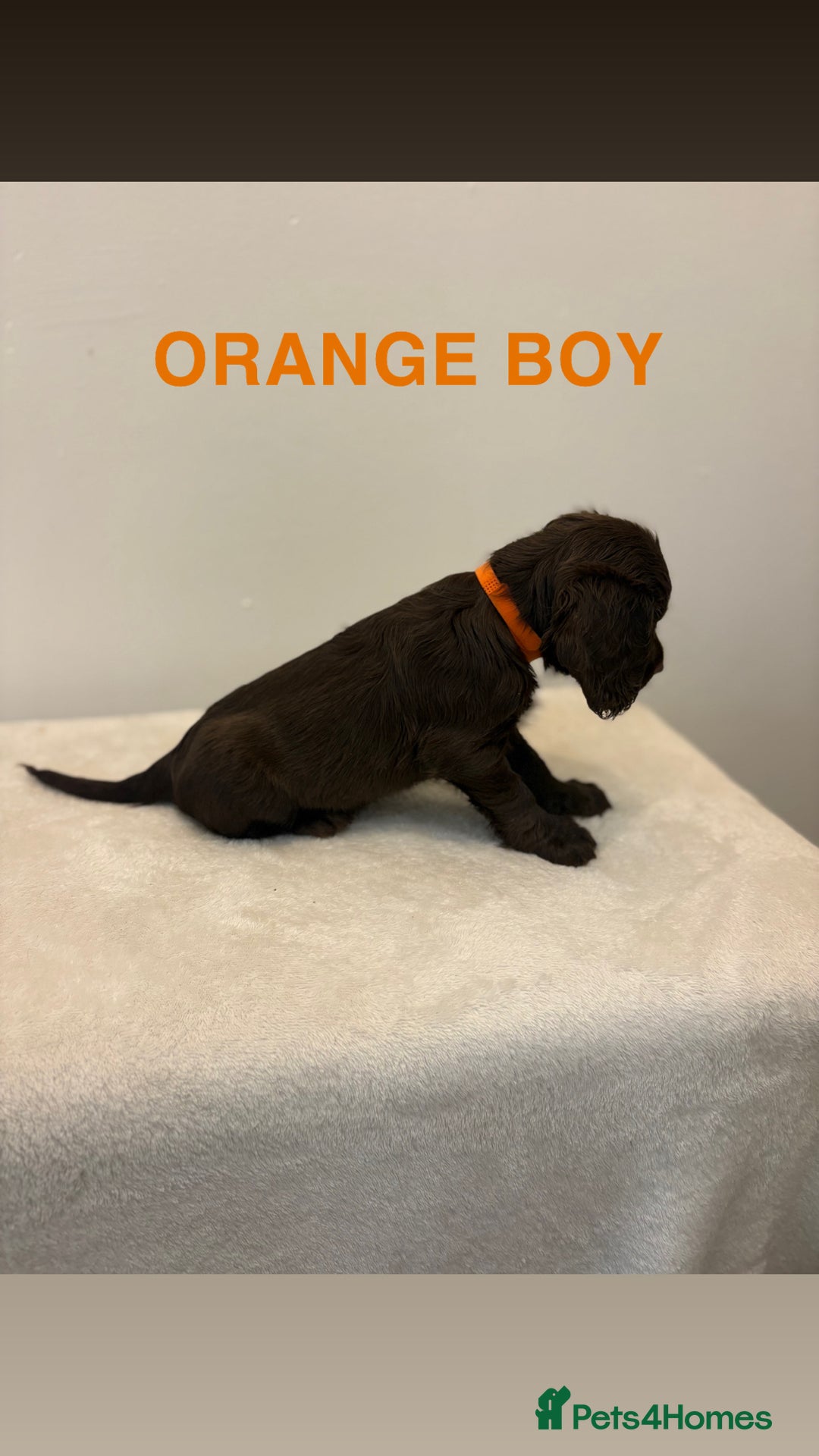 Cocker Spaniel dogs for sale: Gorgeous Full Cocker Spaniel Pups  - Image 14