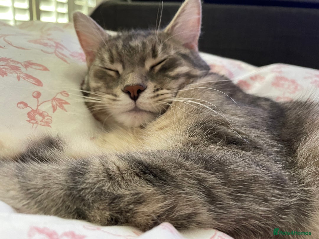 Mixed Breed cats for sale: Adorable female cats Looking for a Forever Home ! - Advert 5