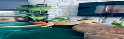 Bearded Dragon reptiles for sale: Bearded dragon  in Hartlepool - Advert 3