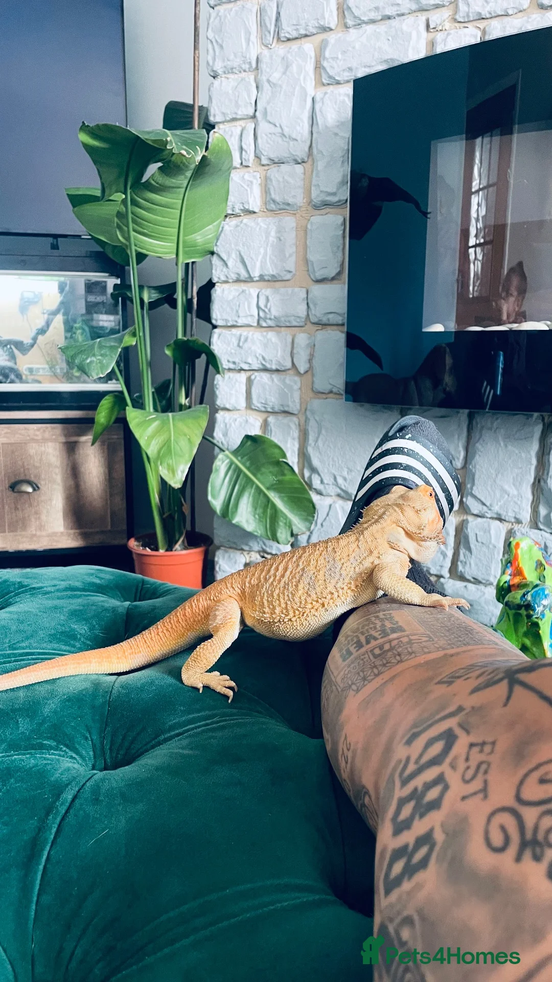 Bearded Dragon reptiles for sale: Bearded dragon  in Hartlepool - Advert 3