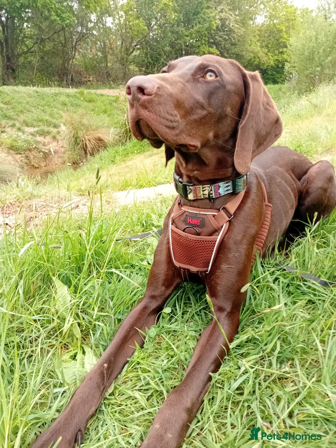 Mixed Breed dogs for sale: Otto -Pointer/Weim Cross– 10 Months Urgent Rehome in Borehamwood - Advert 1