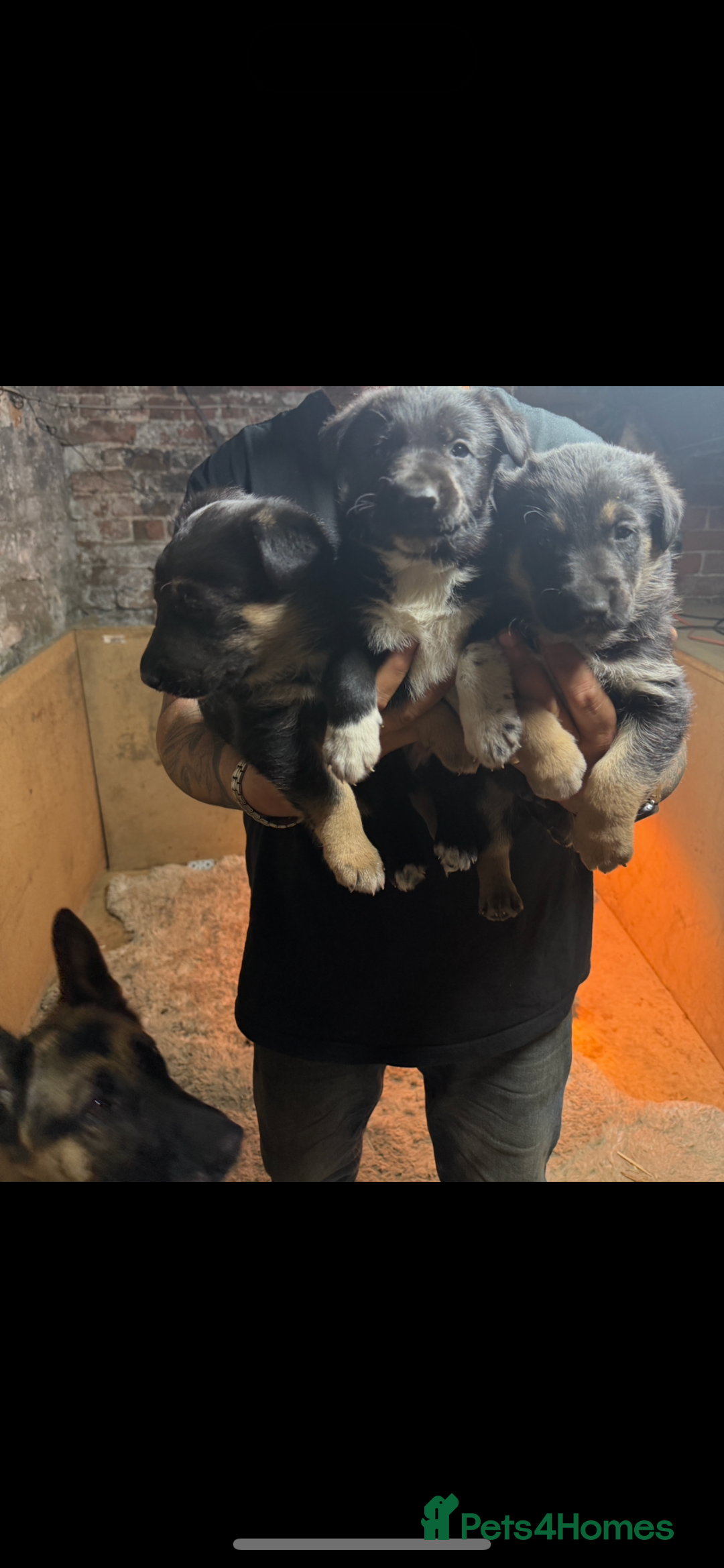 Mixed Breed dogs for sale: 3 fluffy Shollie German Shepard x Boarder Collie - Image 19