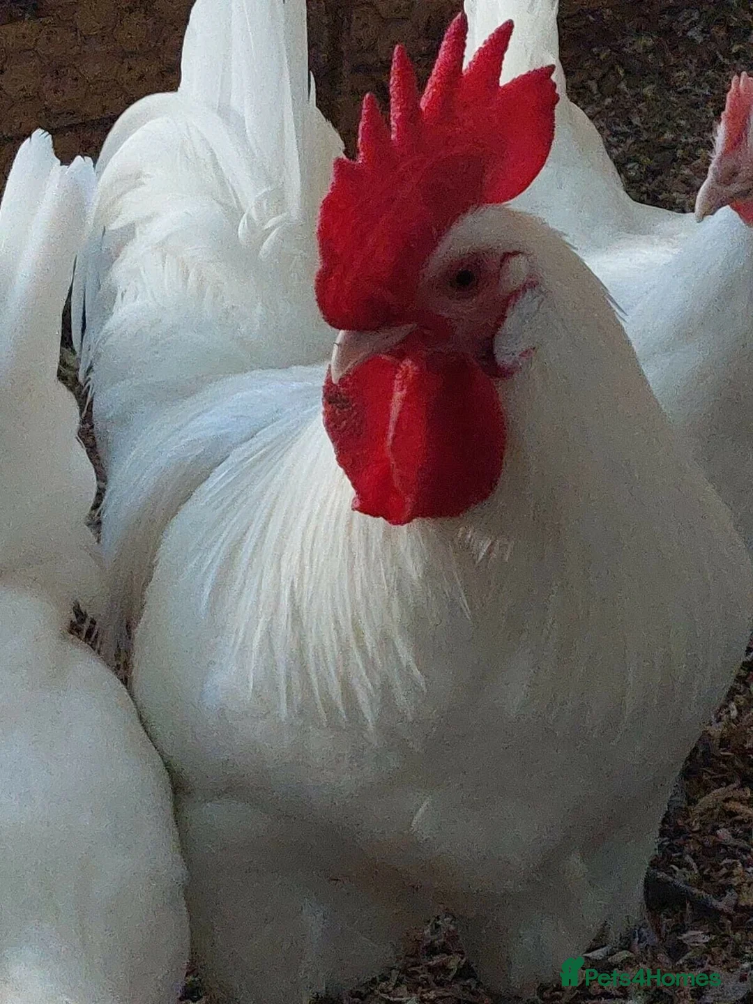 Chickens poultry for sale: Poulet de Bresse eggs, chicks, hens and cockerels - Advert 2