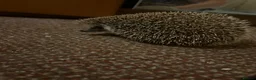 Pygmy Hedgehog rodents for sale: Breeding Pair Pygmy Hedgehogs Emergency Rehoming - Advert 3