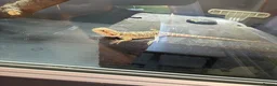 Bearded Dragon reptiles for sale: Bearded dragons in Hull - Advert 12