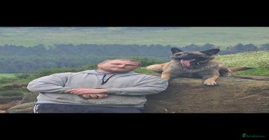 Belgian Shepherd Dog dogs - Advert 7
